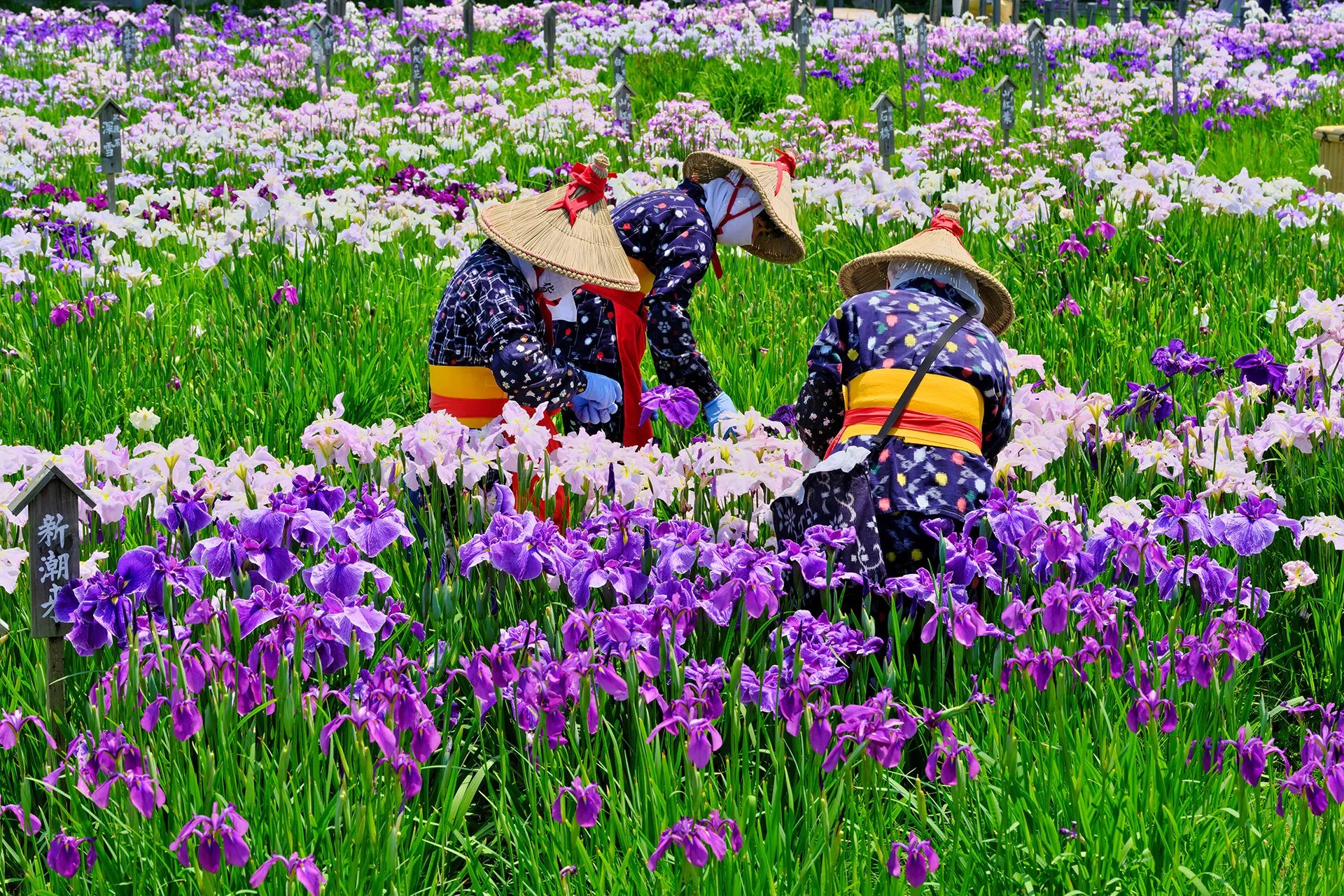 🌸 아사마이 공원 (浅舞公園) 이미지 8